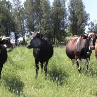 БАБХ издирва 321 „изчезнали“ животни от ферми в Смолянско