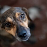 Забраниха да се хранят бездомните кучета по улиците на Истанбул