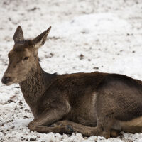 Спасиха сърна, паднала в канала на язовир „Огоста“