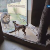 Парите не миришат, но не и за кучетата: Как белгийската овчарка Орка се обучава да ги търси