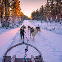 Тръмп: Отбраната на Гренландия е две кучешки шейни. Няма да допусна Русия или Китай да я завладеят