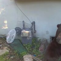 "Помощ! 250-килограмова мечка влиза в мазето ми, изпочупи ми тръбите" (ВИДЕО)