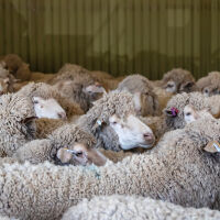 Десетки овце нахлуха в супермаркет и унищожиха секцията с напитки