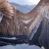 Смъртоносни отрови край Котел: Редки птици са убити. "Но рано или късно отровите ще покосят и хора“ (ВИДЕО)