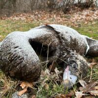 МОСВ алармира: Законът не спира отравянето на защитени птици 