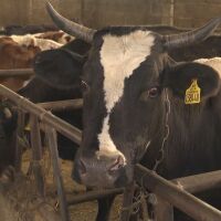 „За“ и „против“ Закона за спекулата: Производители и търговци на разнопосочни мнения