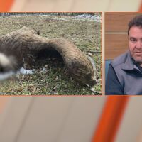 Отрова за вълците или за кучето на съседа: Лешоядите стават косвени жертви на човека