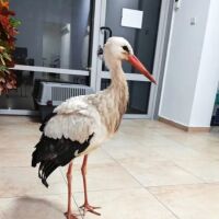 Щъркел сам потърси спасение в параклис в бургаски квартал (СНИМКИ)