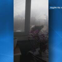 Куриоз в София: Маймуна с памперс се разхожда в кв. "Люлин" (ВИДЕО)