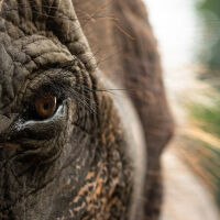 Слон нападна и уби 22-ма души, сред жертвите са и деца
