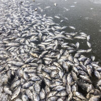 Огромно количество умряла риба край Карлово, проверяват за замърсяване на водите