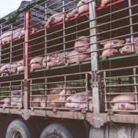 Камион с прасета се запали на пътя Хасково - Димитровград