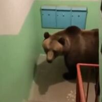 „Явно ще закъснея за работа“: Мечка влезе в жилищна сграда в Русия (ВИДЕО)