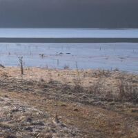 Неми лебеди и къдроглави пеликани: Студът доведе редки зимуващи птици в Монтана