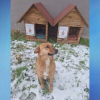 Да се скрият от студа: Поставиха къщички за бездомни животни на различни места във Видин