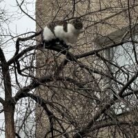 Котка „кацна“ на дърво в центъра на София (СНИМКИ)