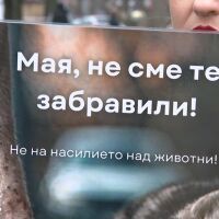 Прегазеното куче Мая: Протест пред ВМА настоява д-р Цоневски да бъде отстранен от работа