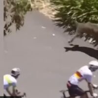 Кенгура нападнаха колоездачи по време на състезание (ВИДЕО)