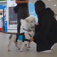 Четириноги ''терапевти'' работят на смени