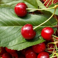 Ниски изкупни цени на черешите: Ще изхвърлят ли продукцията си производителите от Сливен?