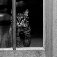 Колосална глоба за мъж, обвинен, че малтретира котки