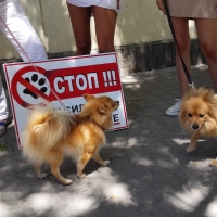 Протест срещу насилието над животни ще се проведе в София