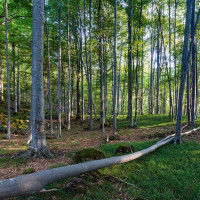 Докато търсят яйца в гора: Паднало дърво уби трима души, сред които майка и бебето ѝ