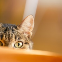 Разследват убийство на домашна котка във Видинско