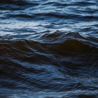 Древен хищник е бродил в моретата край Австралия преди 115 милиона години