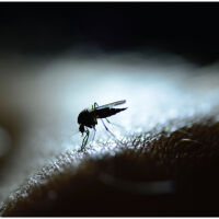 Двама македонци са с малария след пътувания в Африка