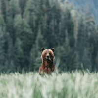 Простреляна два пъти, после обезглавена: Разследват убийството на мечка в Гърция