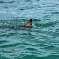 13-годишно момче загина в Бразилия, след като беше нападнато от акула