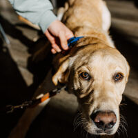Капани за бездомни животни в Стара Загора: Полицията проверява мъж и жена