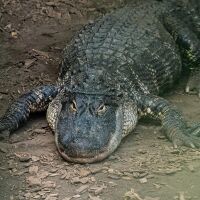 3-годишно дете е било хвърлено в заграждение за крокодили в британски зоопарк