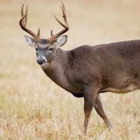 Заради елен на пътя: Шофьор се вряза в дърво