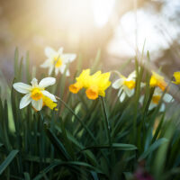 Времето до 15 април: Периодът започва с валежи и ниски температури