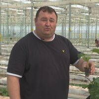 И заради еврото: С 10 дни закъснение стартира засаждането на оранжерийни краставици