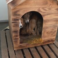 130 кучета в приюта в Ямбол чакат дом: Осиновявайте, не купувайте