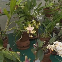 Изложба с над 800 вида орхидеи в Ботаническата градина в София