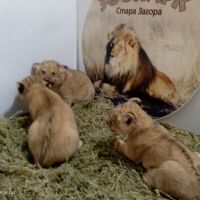 Три лъвчета се родиха в зоопарка в Стара Загора