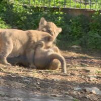 Прецедент в зоопарка в Стара Загора: Среща с трите новородени лъвчета 