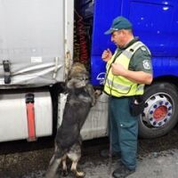 Граничарското куче Пирин „надуши“ близо 50 кг марихуана, скрити в багажник на автомобил