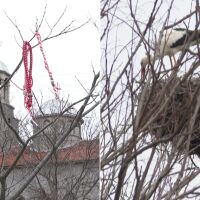 „На 28 февруари чистехме църквата. Щъркелът Дончо дойде тогава“: В хасковското село Подкрепа вече закачат мартениците по дръвчетата