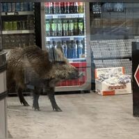 Глиган се разходи в търговски център в Берлин