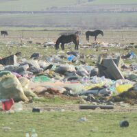 Акция срещу нелегално внесени от Румъния преживни животни, разкрита е незаконна кланица в Ихтиман