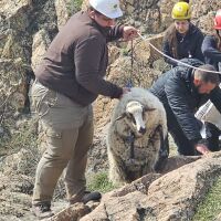 Спасиха две от трите животни, бедстващи в пропаст край Кърджали (СНИМКИ) 