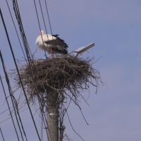 Емблематичната история на Лом: През нощта хората разрушаваха, през деня щъркепите изграждаха