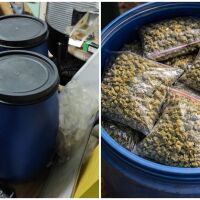 Разкриха наркооранжерия в Бургас: Полицията иззе 15 кг марихуана в бидони