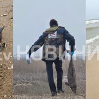 9 делфина и над 300 буревестници са открити мъртви на Северното Черноморие, предстои аутопсия