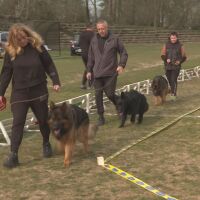 „Обучението става с награди“: Немски овчарки впечатлиха с ум и красота във Врачанско